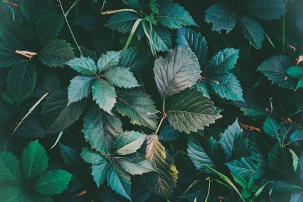 Texture of green leaves in close up