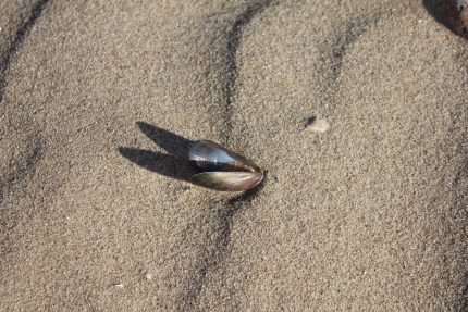 A shell on the sand casting a shadow like two ears