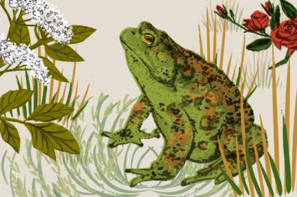 A hand-drawn illustration of a toad with flowers around him, elderflower and roses.