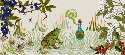 A collage of hand-drawn illustrations of English flora like elderflower, rose and thyme. It makes up a natural country scene and in the centre are a toad and a potion bottle, adding a bit of mystery.