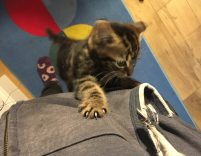 A small tabby kitten claws its way up someone's grey hoodie. The photo is taken by that person who is looking down. You can see the person's stomach, legs and socks. They are wearing black jeans and purple socks with white circles on them.